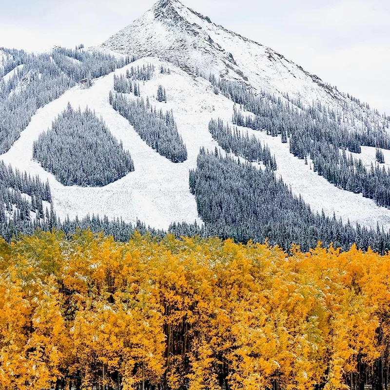 Crested Butte_autumn Autumn trees with a mountain in the background
