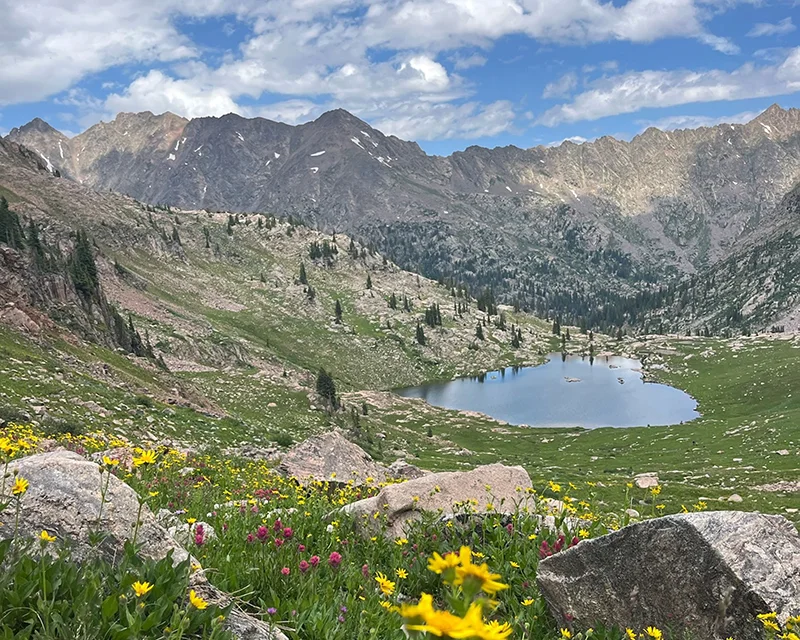 Telluride-summer-flowers spring flowers and a lake in the mountains near Telluride, Colorado