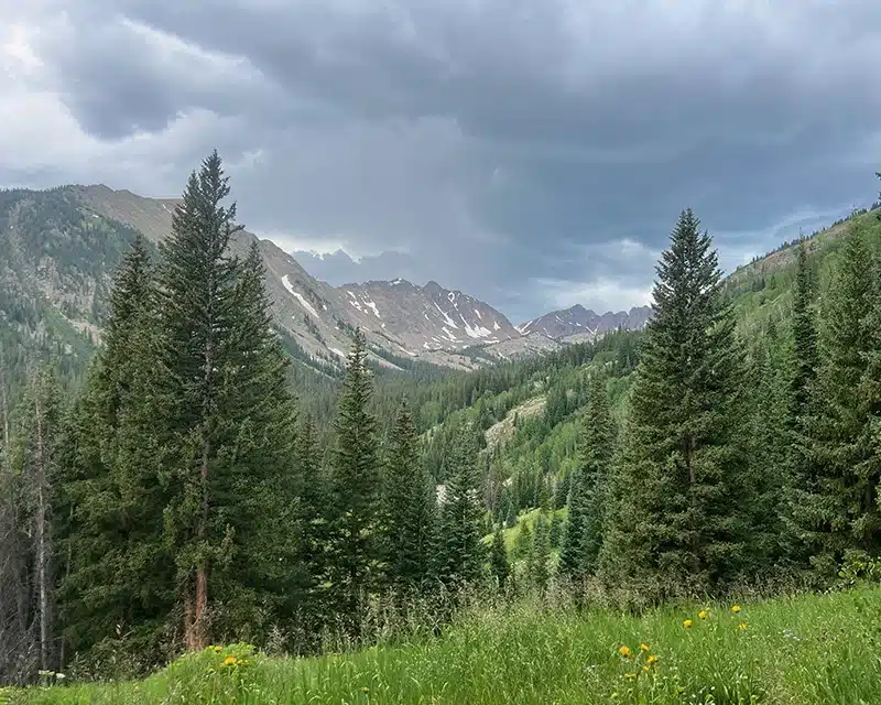 Vaikl Mountain trees in Vail Colorado