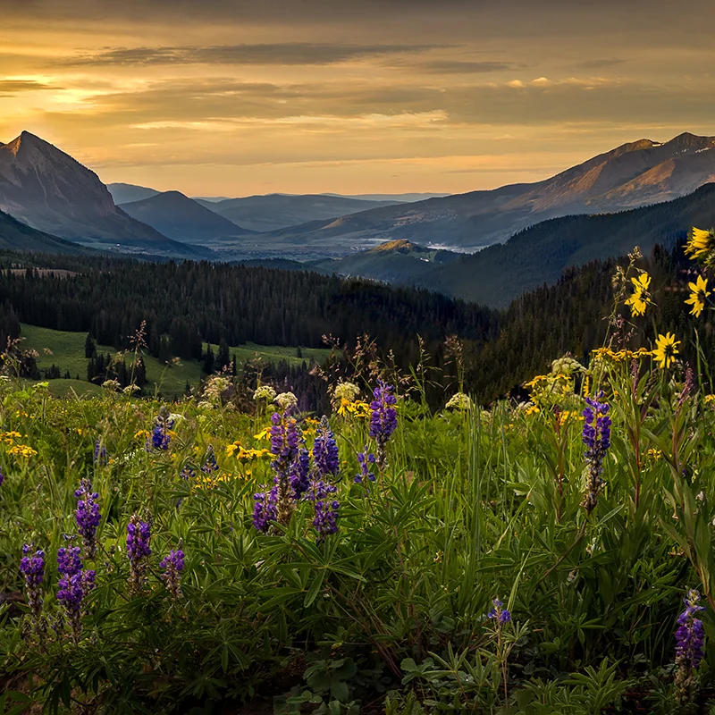 crested_butte_168434630 Colorful wildflower field above Crested butte at sunrise