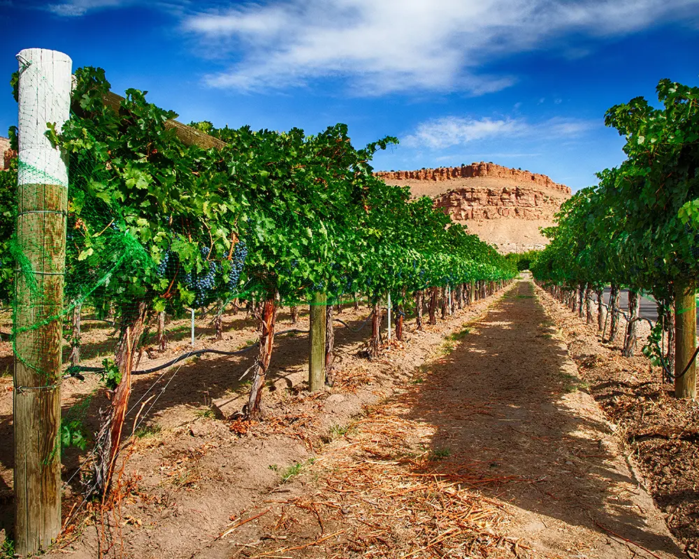 vineyard_44968126 colorado vineyard